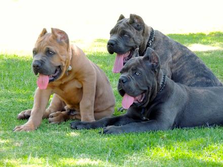 cane corso cropped ears for sale