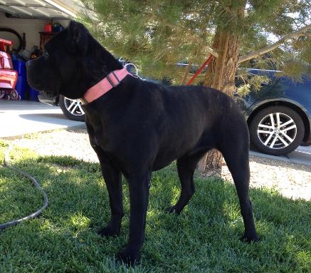 Confidential sales cane corso